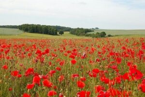 Photo of a field of red flowers over the horizon